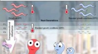 Epigenetic Inheritance in Worms: Stress, Reproduction & Mate Attraction