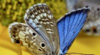 Climate Change Impacts: Rainfall Shifts Threaten Miami Blue Butterfly Survival