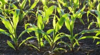 Soil Tillage Impacts Antioxidant Levels in Crops: A New Study