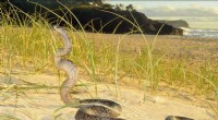 Australia s Unique Snake Diversity: Why It s a Biologist s Paradise
