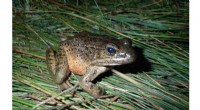 Chytridiomycosis Threatens Baja California Frogs: A Conservation Crisis