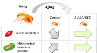 5-ALA & SFC: Boosting Muscle Health & Longevity - Research Highlights