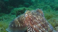 Pacific Coast Squid Bloom Linked to Ocean Heatwaves - Climate Change Impact