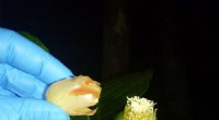 Bat Pollination: Uncovering Botanical Secrets with Bats