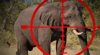 Understanding Trophy Hunting: Motivations & Ethical Concerns