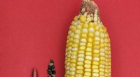 Unlocking Corn s History: Gene Comparison Reveals Domestication Journey