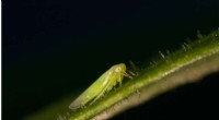 Plant Chemical Defenses Against Leafhoppers: A New Discovery