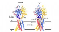 ASOR Chloride Channel Structure: Insights into Ion Permeability