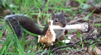 Japanese Squirrels and Poisonous Mushrooms: A Surprising Diet