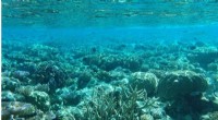 Coral Reef Resilience: Discovering Climate-Resistant  Bright Spots 