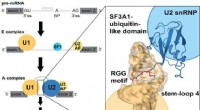 RGG Motif Facilitates U1-U2 snRNP Interaction for Spliceosome Formation