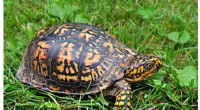 Connecticut Turtle Conservation Survey: Protecting Endangered Species