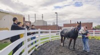 Bluetooth-Enabled Horse Slicker Monitors Vital Signs - Purdue Study