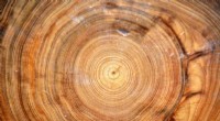 Tree Ring Data: Quantifying Carbon Sequestration in Forests