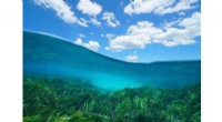 Saving Seagrass: Innovative Underwater Gardening for Marine Ecosystems