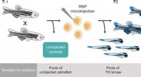 CRISPR-Cas9 Genome Editing in Zebrafish: Heritable Mutations & Mosaicism