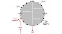 Calvin-Benson Cycle: New Insights into Photosynthesis