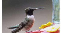 Hummingbird Thermoregulation: Uncovering the Nuances of Torpor