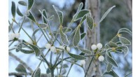 European Mistletoe Genome Research: Unlocking Plant Secrets for Agriculture & Medicine