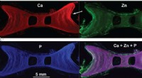 3D Mapping of Shark Vertebral Cartilage Reveals Mineral Distribution