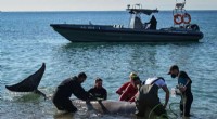 Dead Whale Found on Greek Island After Rescue Efforts