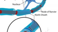 The Viral Origins of Myelin: A Breakthrough in Understanding Brain Development