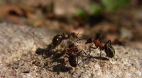 Ant Biodiversity & Tropical Agriculture: Conservation Strategies