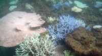 Paris Agreement Insufficient to Save Coral Reefs: New Study