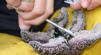 Sea Star Wasting Syndrome: Genetic Factors in Resilience - OSU Research