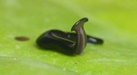 New Invasive Hammerhead Flatworm Species Detected in Europe and Africa