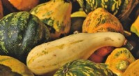 Cover Crops for Squash: Natural Pathogen Control & Soil Health