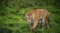 South Africa Tiger Exports: Concerns Grow Over Breeding Industry