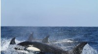 Killer Whales Predation on Blue Whales: A Rare Discovery