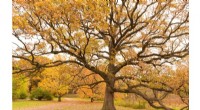 Ancient Trees: Key to Forest Resilience in a Changing Climate