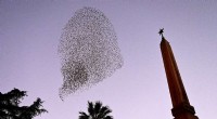 Rome s Starling Migration: A Fascinating Winter Spectacle