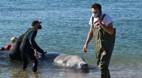 Whale Rescued Near Athens Returns to Open Sea After Treatment