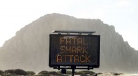 Shark Attack Trends: Recent Increase After Years of Decline - [Date]