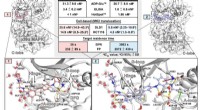 Atom-Level Insights into Drug-Target Binding Dynamics: p38α MAPK Interactions