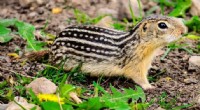 Gut Microbiome s Role in Ground Squirrel Hibernation and Spring Recovery