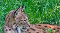 Human Impact on Lynx Habitat: A Critical Factor for Conservation