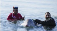 Greece: Rescue Efforts Underway for Stranded Cuvier s Beaked Whale Calf