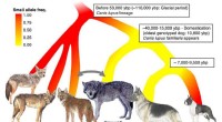 Ancient Genetic Mutation Linked to Small Dog Size Found in Wolves