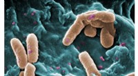 Bacterial Communication: How Bacteria Form Communities Using Chemical Signals