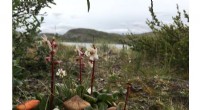How Caribou & Muskoxen Protect Rare Arctic Plants from Climate Change