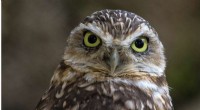 Helping Owls Adapt to New Habitats with Innovative Techniques