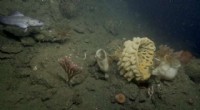 MBARI s New 4K Underwater Camera Reveals Deep-Sea Life in Stunning Detail