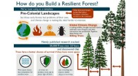 Forest Density & Fire Resilience: Understanding Tree Vulnerability