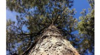 Climate Change Impacts: Future Forests Face Reduced Carbon Sequestration - University of Arizona Study