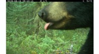 Protected Areas Boost Mammal Diversity: Global Camera Data Confirms