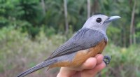 Superb Research Reveals Evolutionary Secrets of Southeast Asian Birds